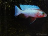 SCIAENOCHROMIS FRYERI REDSNOW - 4