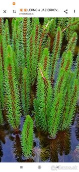 ⭐️⭐️ KARASY -lekno-Filtracne rastliny⭐️⭐️.... - 4