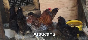 Kuriatka Leghorn, Darkshell, Araucana - 4