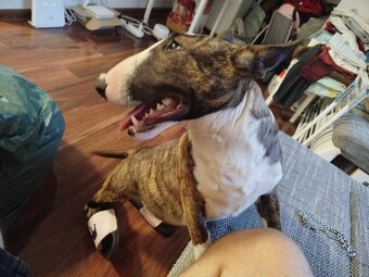Mini bullterrier - 4
