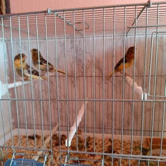 Eladó kanarik zebrapintyek - 4