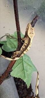 Pagekon riasnaty - 4