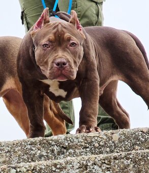 American bully - 4