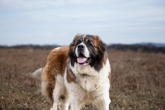 Chovný pes Moskovský strážny pes .. - 4