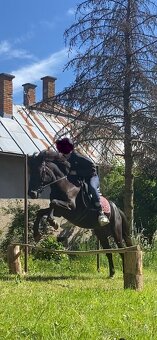 Pony - 4