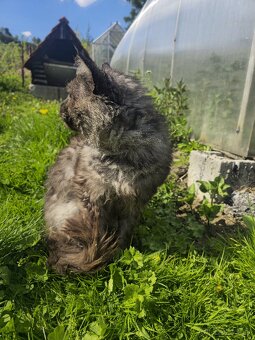 Maine Coon na krytie - 4