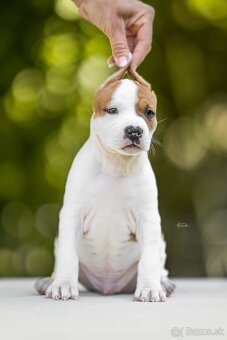 AMERICKÝ STAFORDSHIRSKY TERRIER - 4