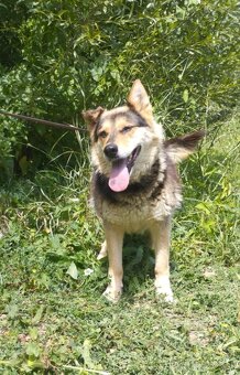 Darujem rozumnú sučku Lindu - mix ovčiak a husky - 4