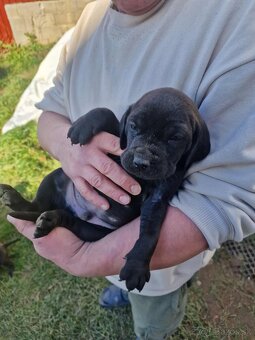 Maďarská vyžla / cane corzo - 4