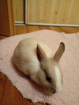 Zakrsly králik na predaj - 4