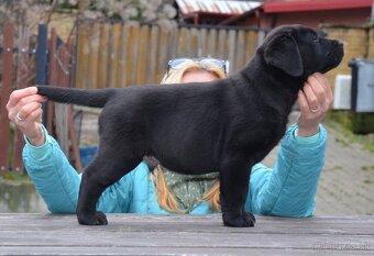 Labrador retriever šteniatka s PP - 4