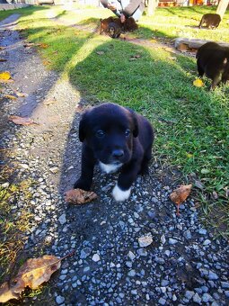 Labrador štaniatka - 4