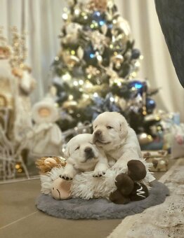 Labrador šteniatka s PP - 4