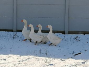 Slovenská bielá hus - 4