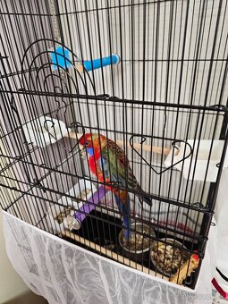 Samec rozela penant - 4