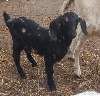 2 mesacna kozickq - 4