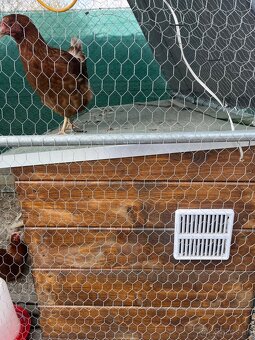 predam sliepky brown nick - 4