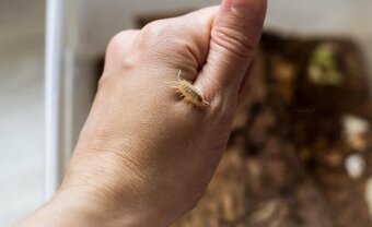 Isopody- Porcellio leavis - 4