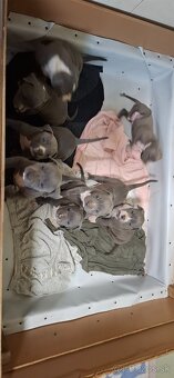 Predám šteniatka Amerického Stafforda - 4