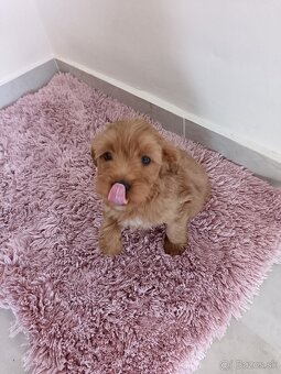 Maltipoo mini, maltipo - 4