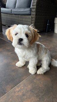 Shih-tzu čistokrvná s papiermi - 4