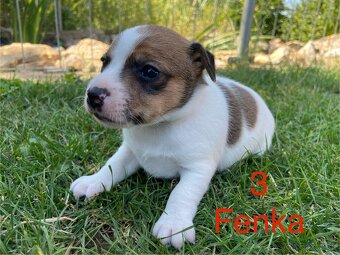Jack Russel Terier - 4