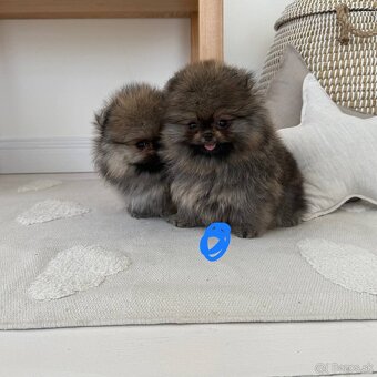 Pomeranian - 4