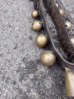 Predám zvonce rolnicky - 4