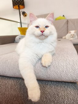 Mačiatka Neva Masquerade - 4