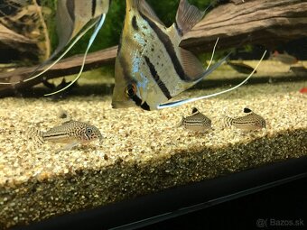 Piesok do akvária - 4