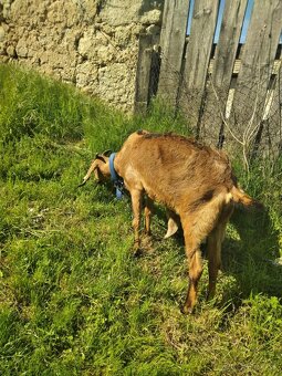 Dojna Angonubijska koza - 4