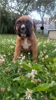 Nemecký boxer - 4