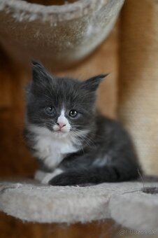 Mainská mývalia - maine coon - MCO 2 mačiatka - 4