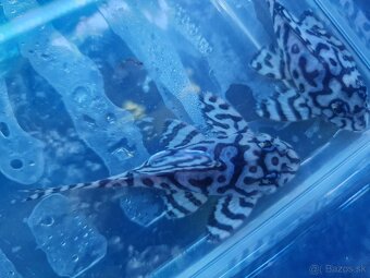 Pleco - 4