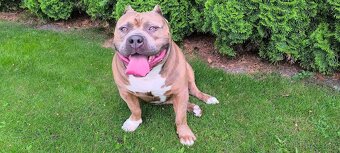American Bully krytie - 4
