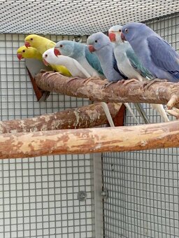 Alexander malý. - 4