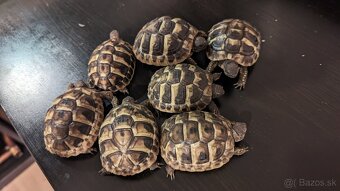 Predam suchozemsku korytnacku - 4