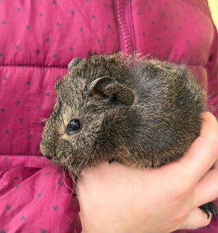 Morské prasiatka, morča - 4