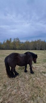 Predám ťažnú kobylu - 4