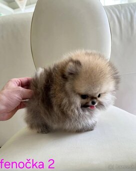 Pomeranian mini - 4