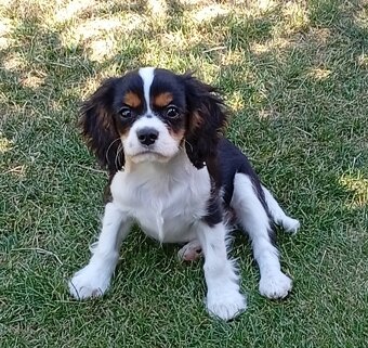 Cavalier, kavalier, cavalier king charles spaniel - 4