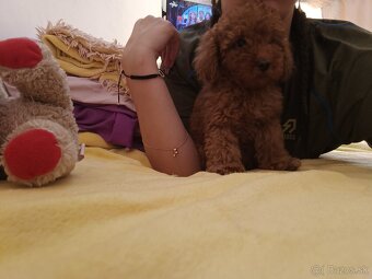 Toy Pudel - 4