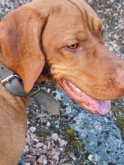 MADARSKA VYZLA-KRYTIE - 4