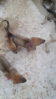 Československý Vlciak - 4