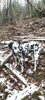 Dalmatin na krytie - 4