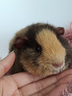 Morčatá Us Teddy - 4