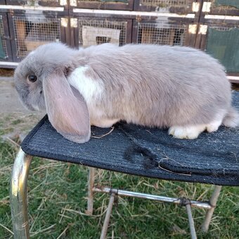 Francúzsky Baran - 4