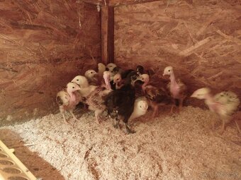 Holokrcky, araucana - 4