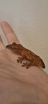 Pagekon riasnatý ( Correlophus ciliatus) - 4