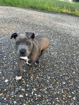 American Bully Standart - 4
